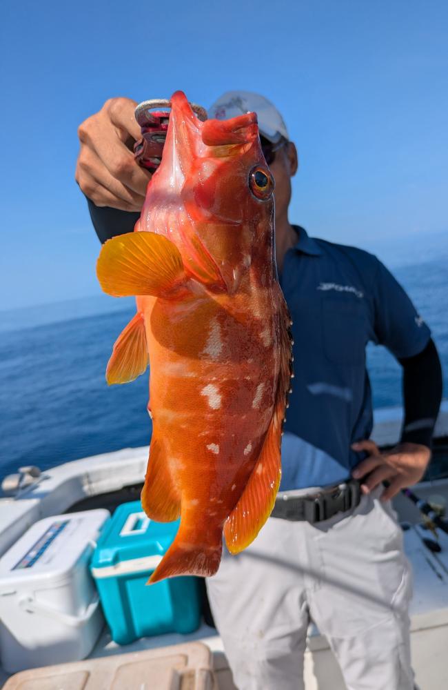静岡 久料 魚磯丸｜8/15午前根魚五目