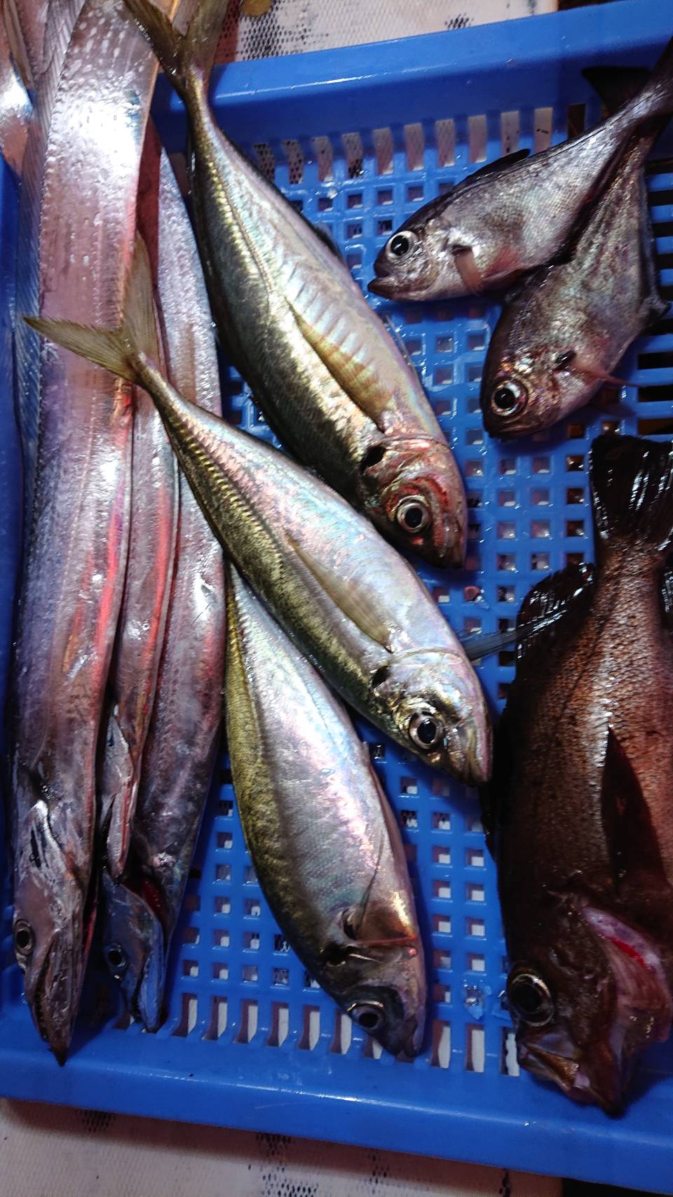 魚磯丸 8 29夜釣り大アジ五目 魚磯丸 8 29夜釣り大アジ五目