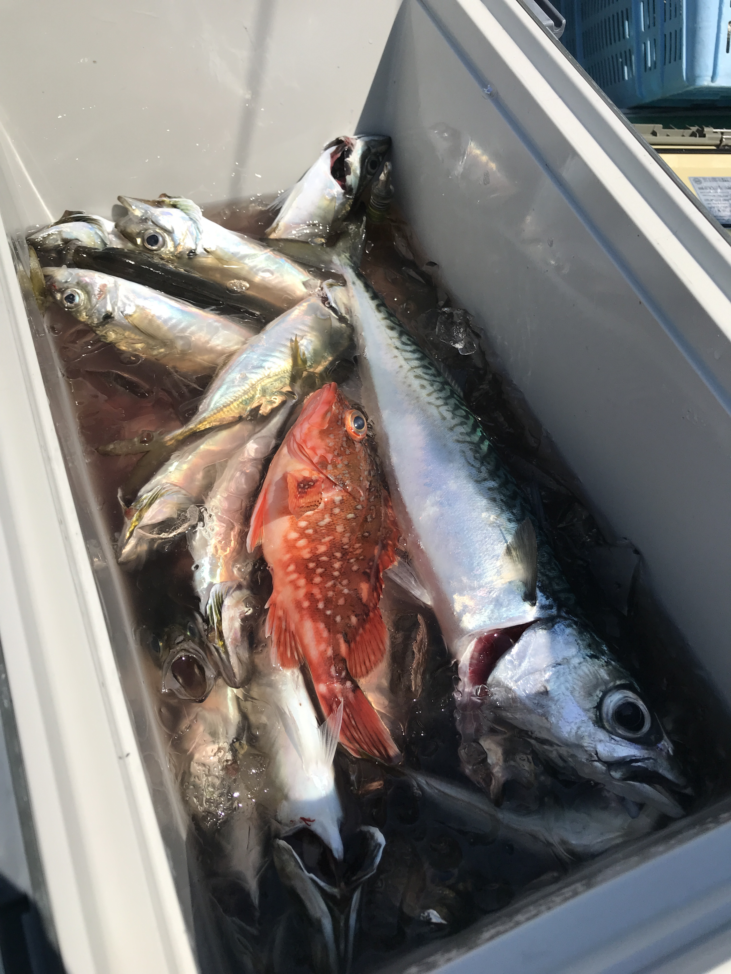 神奈川 小田原 釣り船 もと明丸