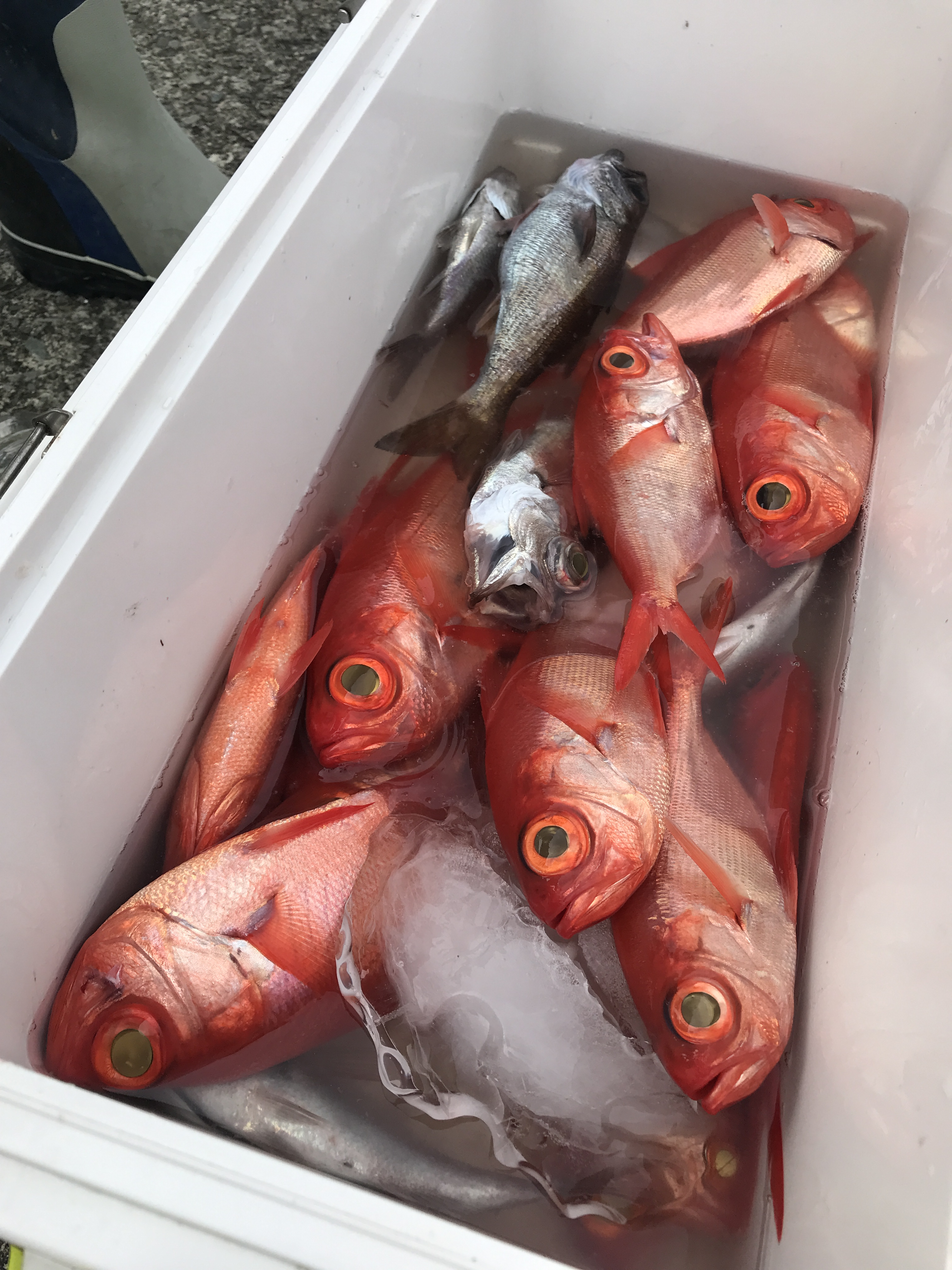 神奈川 小田原 釣り船 もと明丸