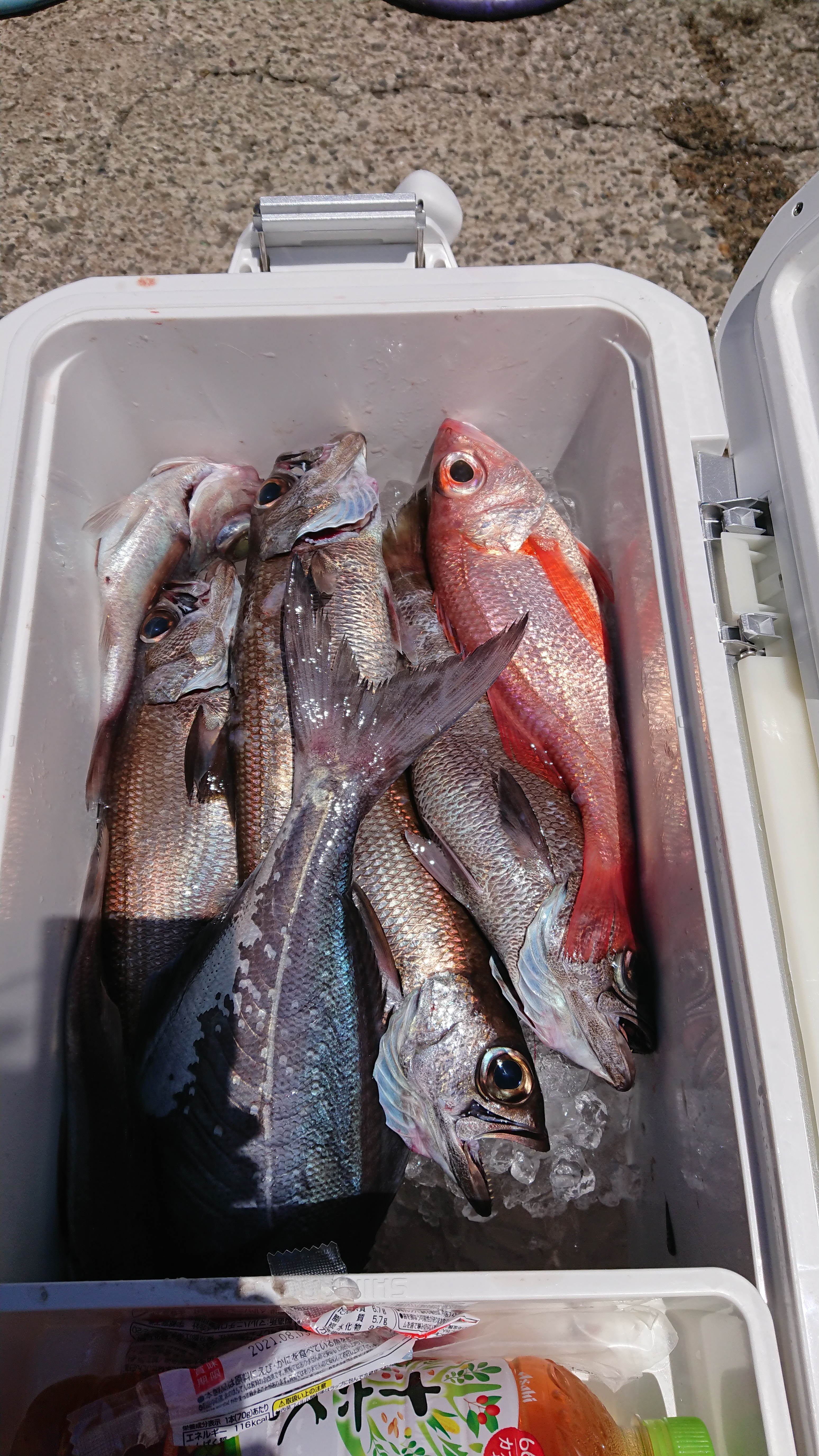 神奈川 剣崎間口 釣り船 松盛丸