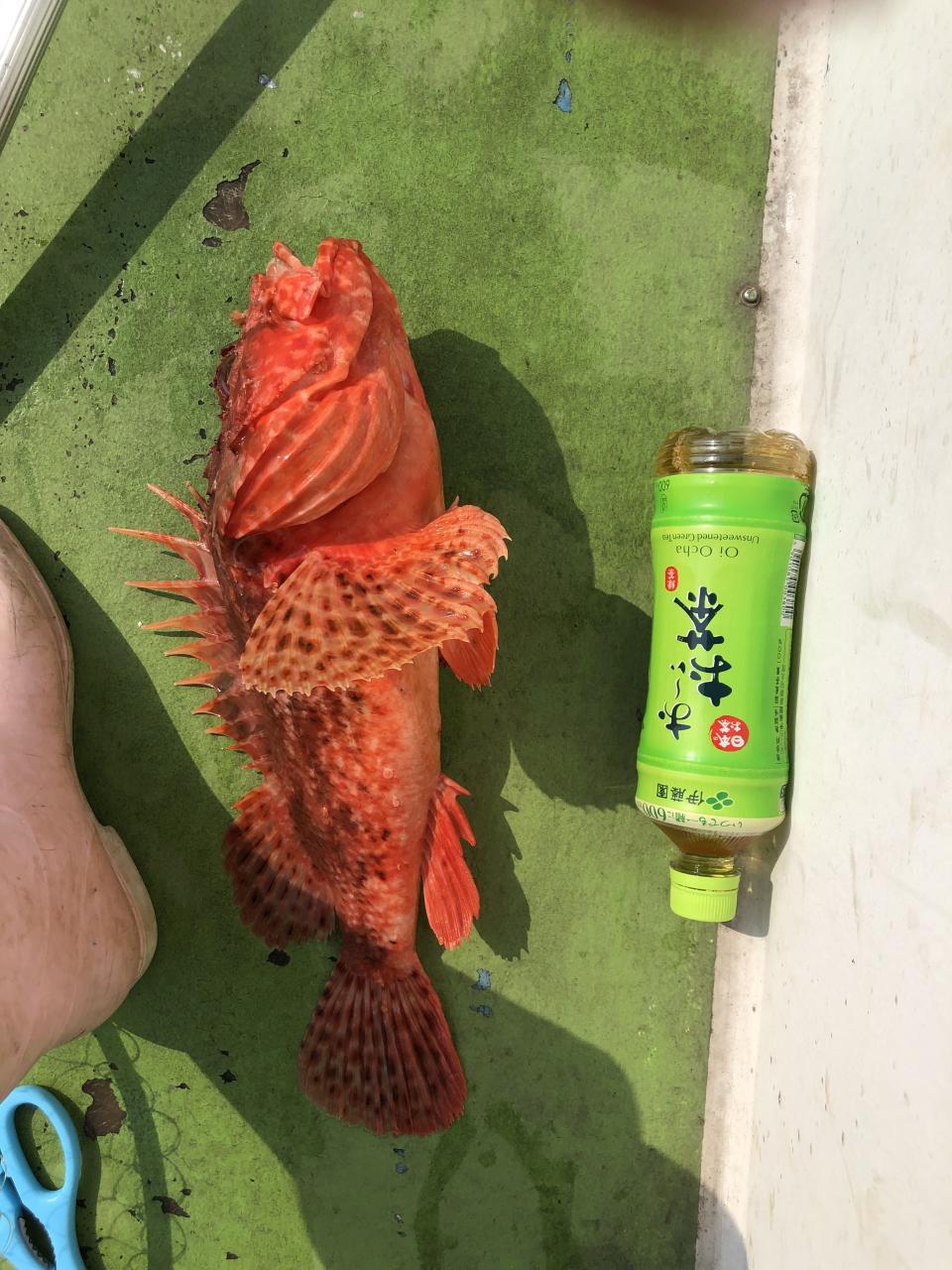 丸又丸 オニカサゴ船
