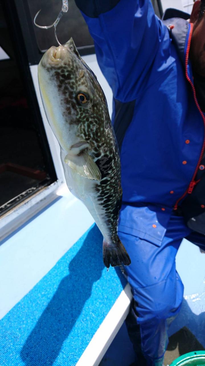 第三幸栄丸 フグ船