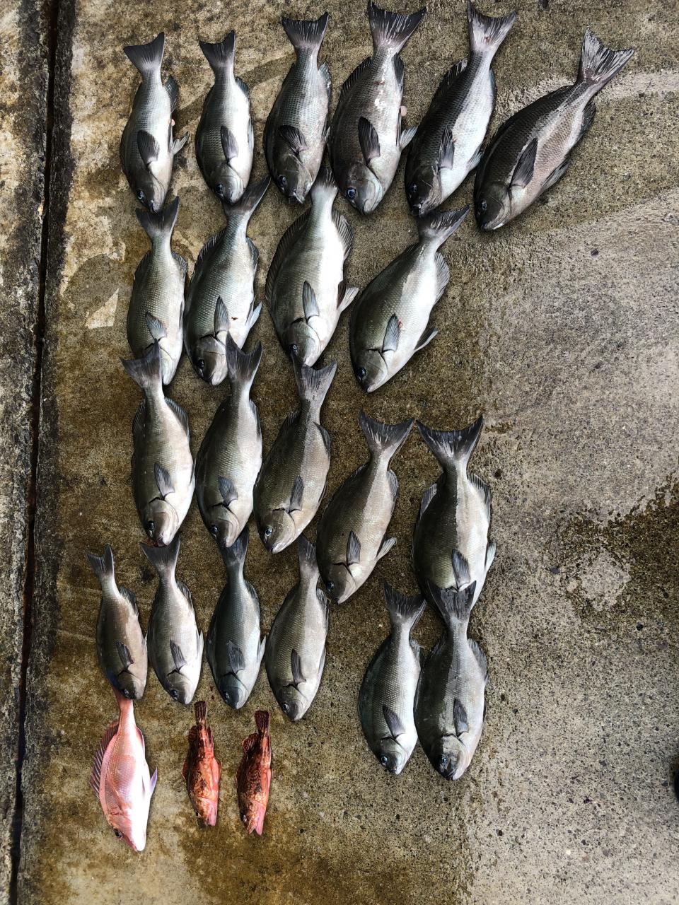 海良丸 根魚オナガグレリレー