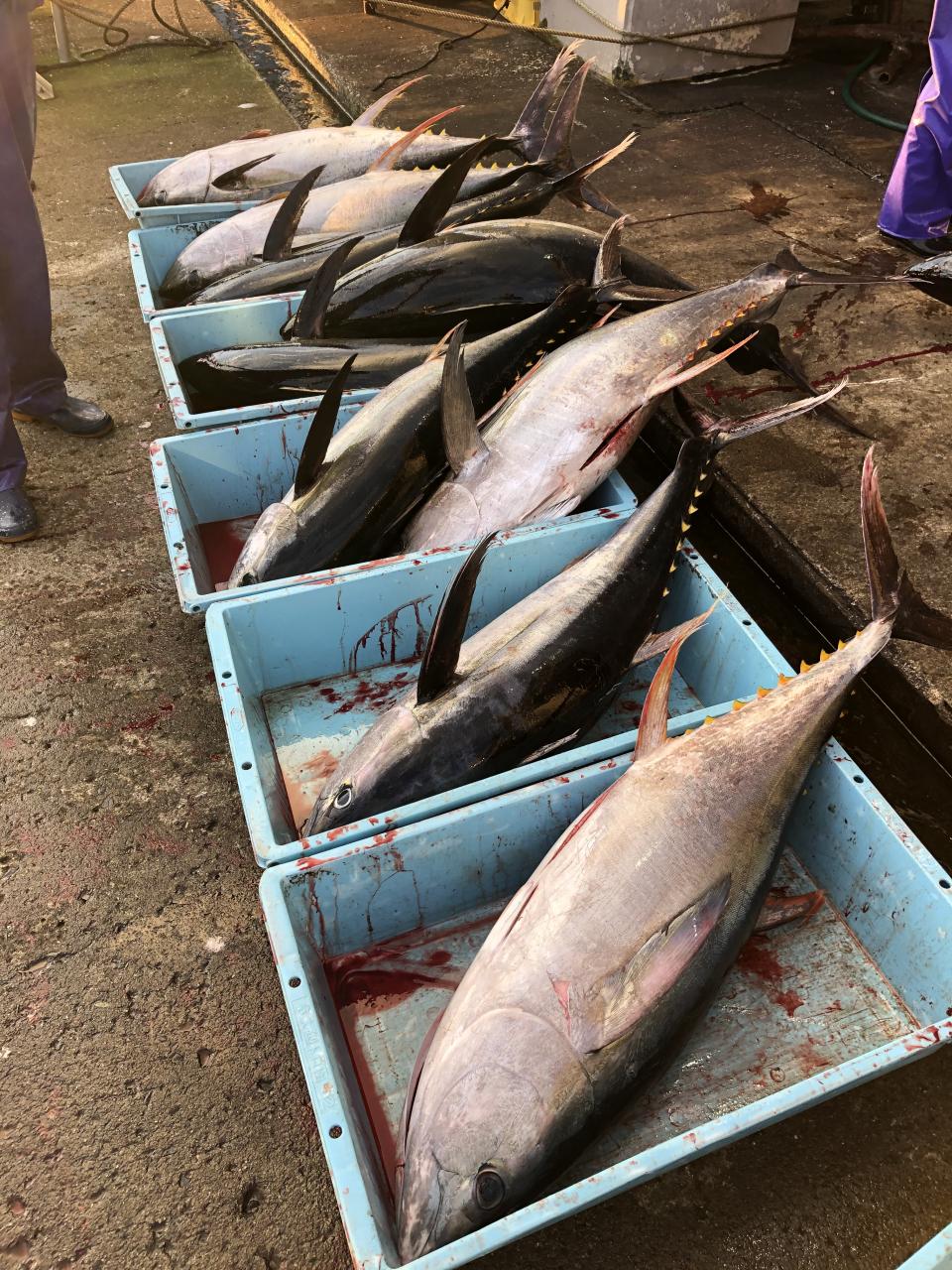 海良丸 今朝の真鶴魚市場