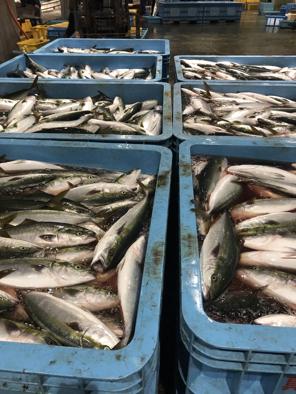 海良丸 今朝の真鶴魚市場