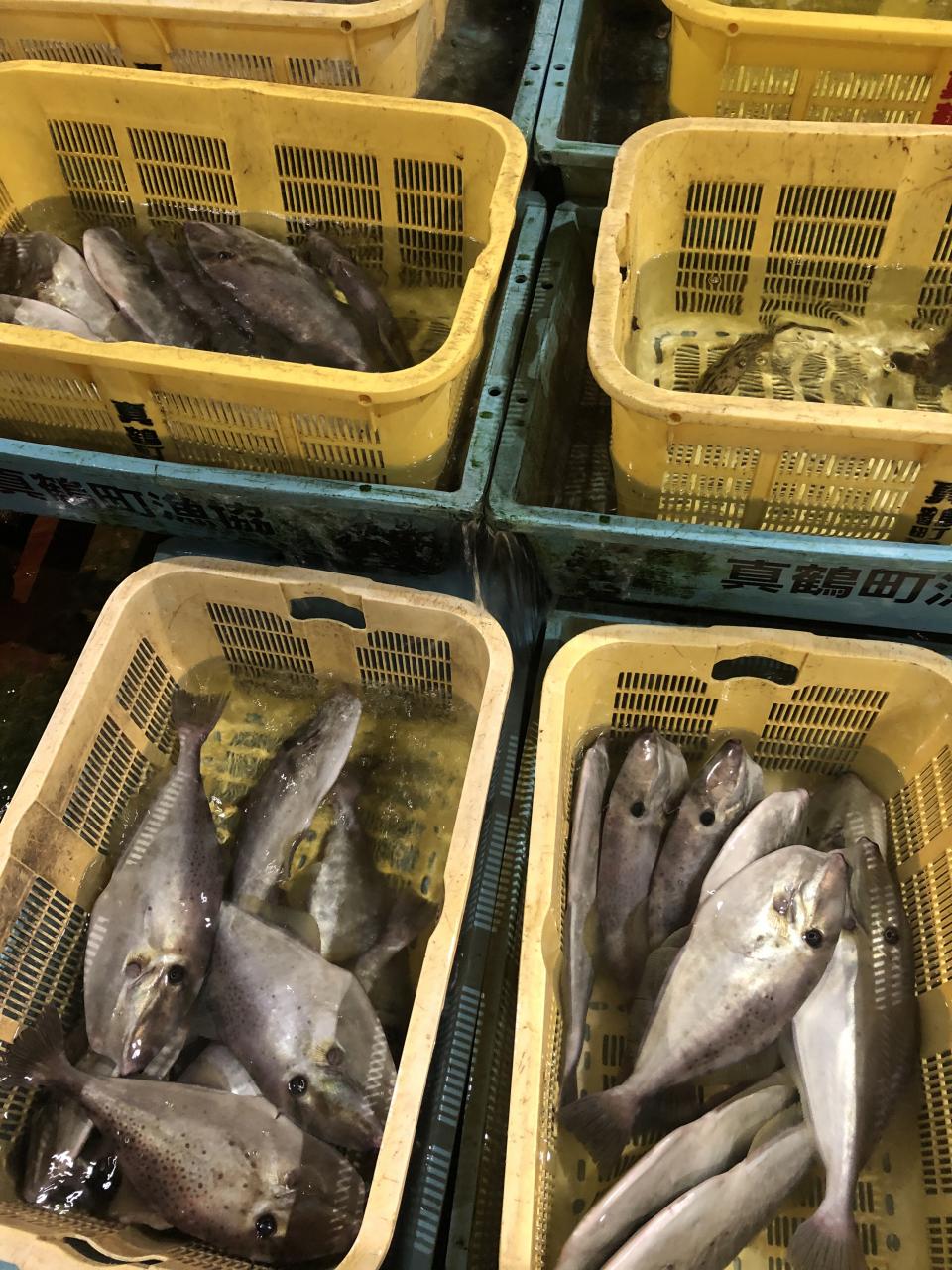 海良丸 今朝の真鶴魚市場