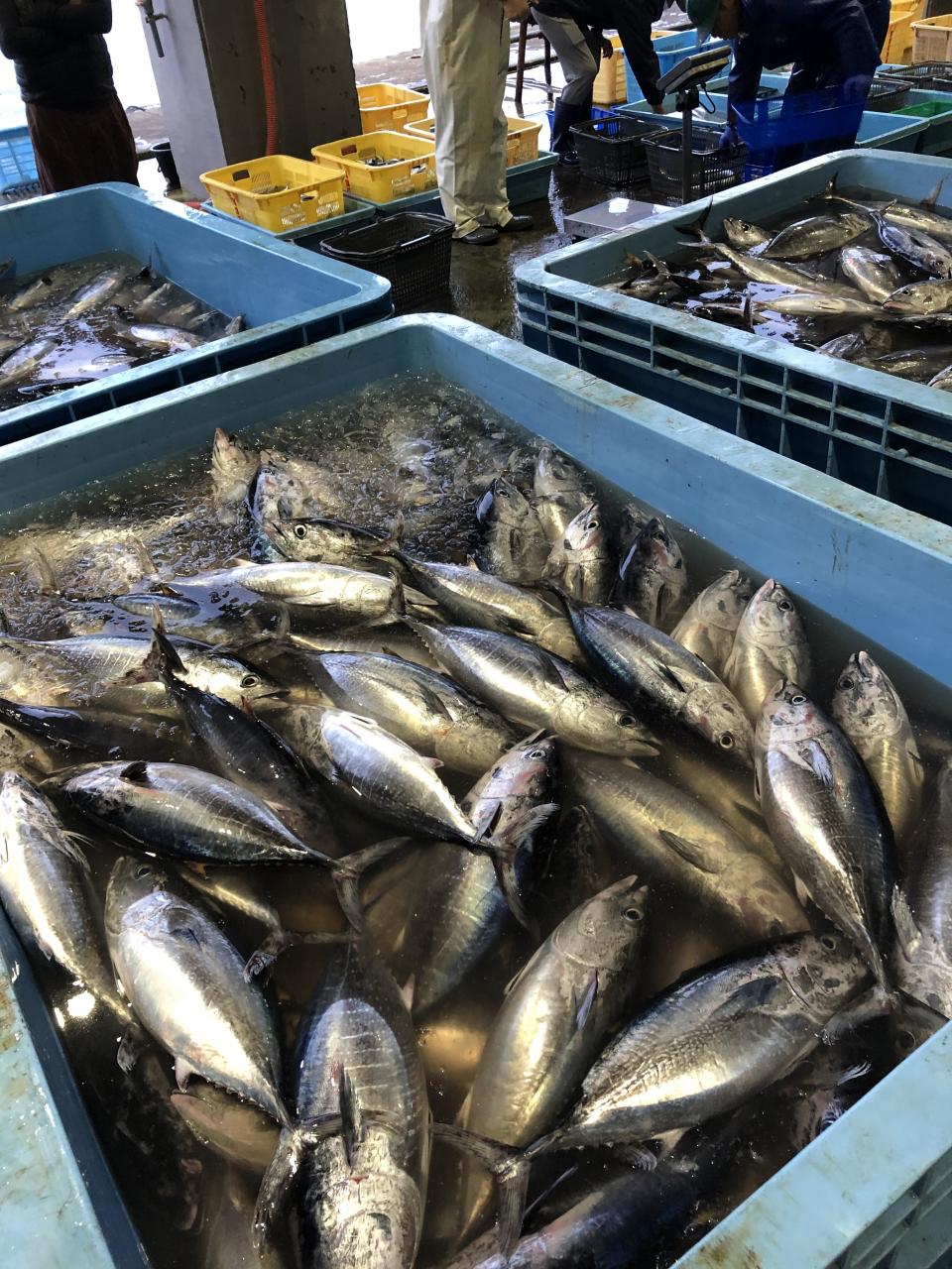 海良丸 今日の真鶴魚市場