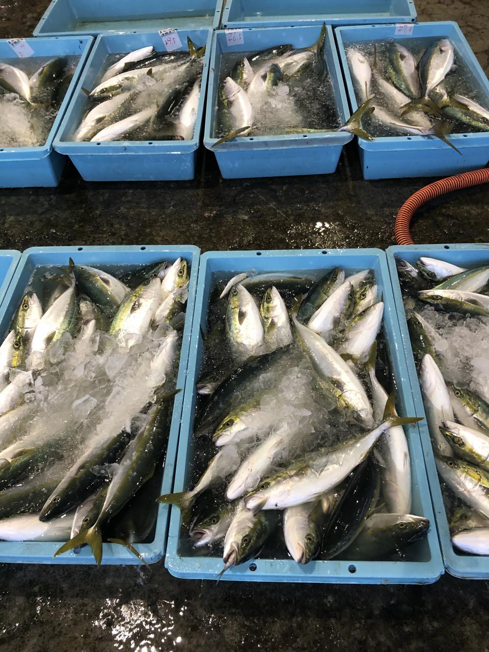 海良丸 今日の真鶴魚市場