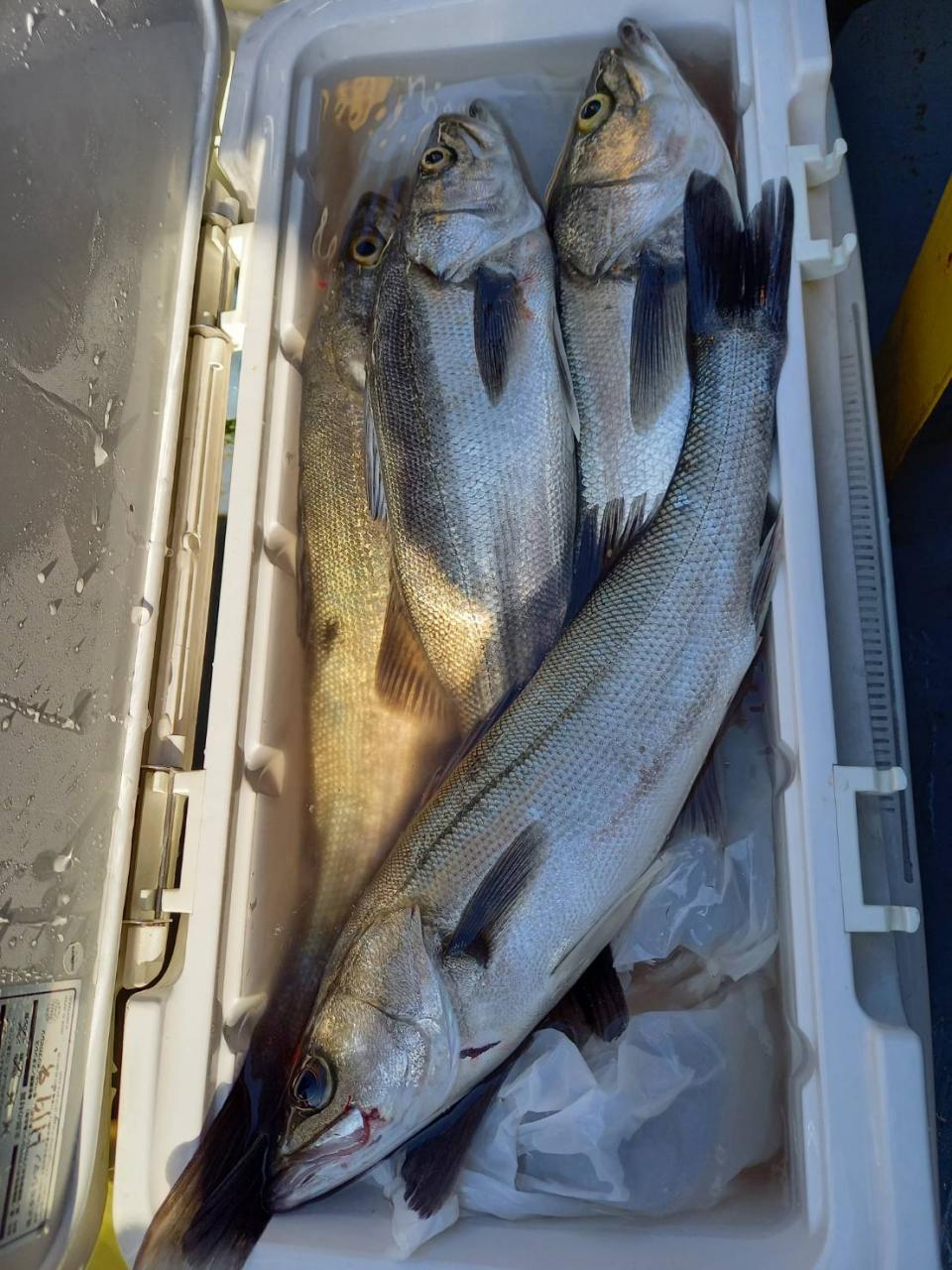 つり幸 シーバス