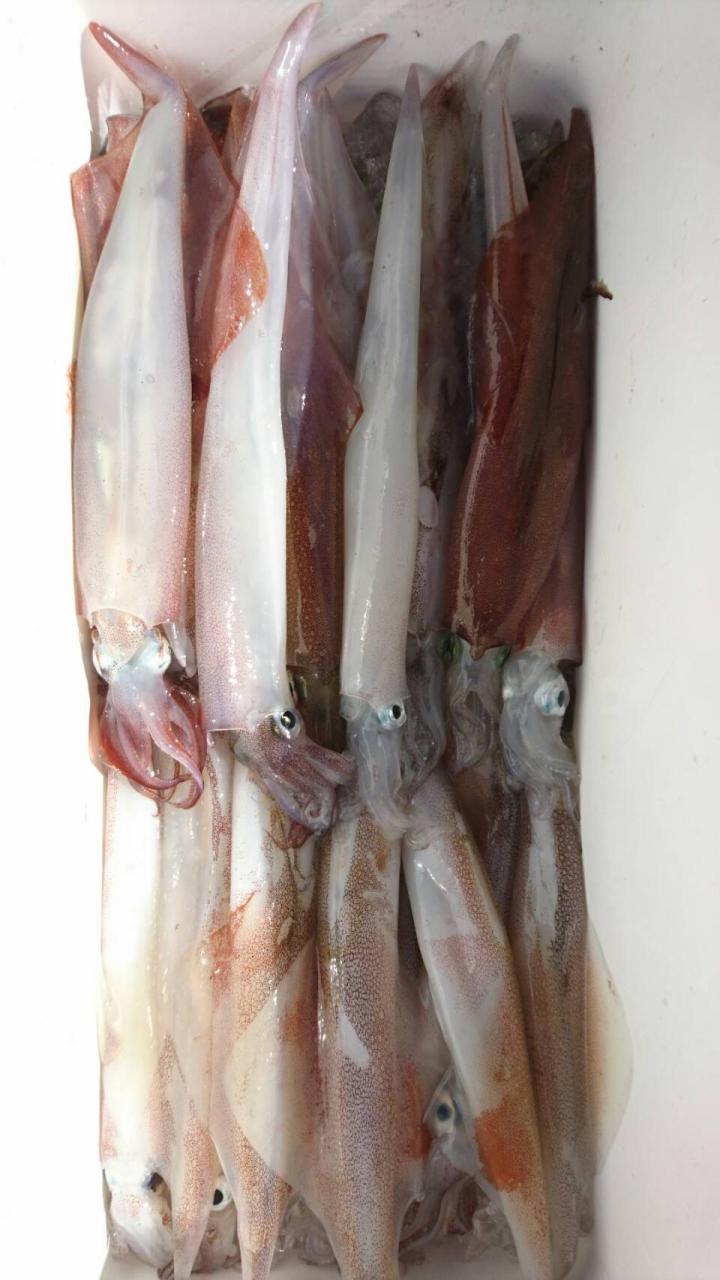 第三幸栄丸 ヤリイカ船