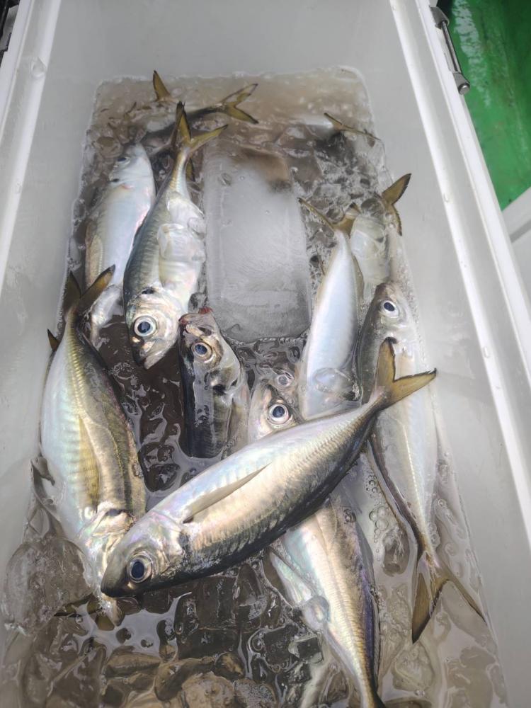 1783235557-4-817.jpeg