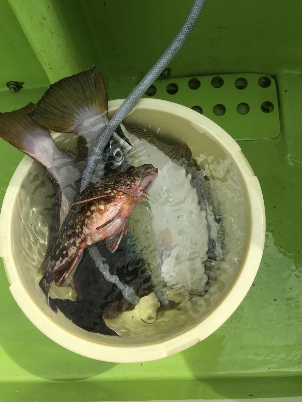 秀吉丸 ヒラメ船